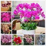Day 100 Adet 10 Farklı Renk Oncidium Orkide Tohumu + 10 Adet Hediye K.renk Buz Çiçeği Tohumu Orkıdey010136
