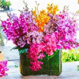 Day 100 Adet 10 Farklı Renk Oncidium Orkide Tohumu + 10 Adet Hediye K.renk Buz Çiçeği Tohumu Orkıdey010208