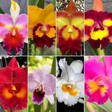 Day 100 Adet 10 Farklı Renk Oncidium Orkide Tohumu + 10 Adet Hediye K.renk Buz Çiçeği Tohumu Orkıdey010236
