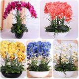 Day 100 Adet 10 Farklı Renk Oncidium Orkide Tohumu + 10 Adet Hediye K.renk Yıldız Çiçeği Tohumu Orkıdey008560