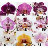 Day 100 Adet 10 Farklı Renk Phalaenopsis Orkide Tohumu + 10 Adet Hediye K.renk Buz Çiçeği Tohumu Orkıdey009948
