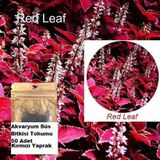 Day 100 Adet Red Leaf Kırmızı Yaprak Akvaryum Bitki Tohumu