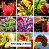 Day 100 Adet Sinek Kapan Etobur Bitki Tohumu + 10 Adet Hediye Zambak Çiçek Tohumu Dtsıne0006400