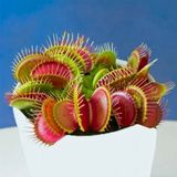 Day 100 Adet Venüs Fly Trap Sinek Kapan Bitkisi Tohumu + 10 Adet Antoryum Çiçek Tohumu Dtsıne0005632