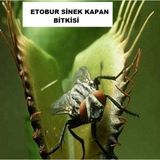 Day 100 Adet Venüs Fly Trap Sinek Kapan Bitkisi Tohumu + 10 Adet Antoryum Çiçek Tohumu Dtsıne0005700