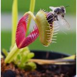 Day 100 Adet Venüs Fly Trap Sinek Kapan Bitkisi Tohumu + 10 Adet Antoryum Çiçek Tohumu Sınekbıt05724