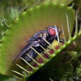 DAY 100 Adet Venüs Fly Trap Sinek Kapan Bitkisi Tohumu + 10 ADET Hediye Orkide Çiçek Tohumu