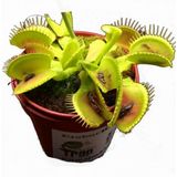 Day 100 Adet Venüs Fly Trap Sinek Kapan Bitkisi Tohumu + 10 Adet Starliçe Çiçek Tohumu Dtsıne0004204