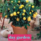 Day 15 Adet Limon Tohumu + 10 Adet Hediye Sebze Tohumu