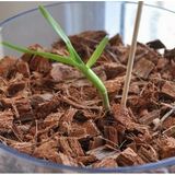 Day 25 Adet 10 Farklı Renk Oncidium Orkide Tohumu + 10 Adet Hediye K.renk Buz Çiçeği Tohumu Orkıdey010118