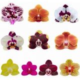Day 25 Adet 10 Farklı Renk Oncidium Orkide Tohumu + 10 Adet Hediye K.renk Buz Çiçeği Tohumu Orkıdey010126