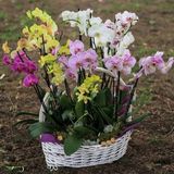Day 25 Adet 10 Farklı Renk Oncidium Orkide Tohumu + 10 Adet Hediye K.renk Buz Çiçeği Tohumu Orkıdey010190