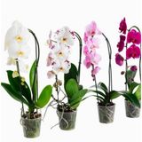 Day 25 Adet 10 Farklı Renk Oncidium Orkide Tohumu + 10 Adet Hediye K.renk Buz Çiçeği Tohumu Orkıdey010202