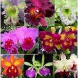 Day 25 Adet 10 Farklı Renk Oncidium Orkide Tohumu + 10 Adet Hediye K.renk Buz Çiçeği Tohumu Orkıdey010222