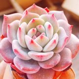 Day 25 Adet Echeveria Lauii Pembe Kaktüs Tohumu + 10 Adet Hediye Karışık Renk Gül Tohumu