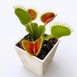 Day 25 Adet Karışık Sinek Kapan Bitki Tohumu + 10 Adet Hediye Starliçe Çiçek Tohumu Sınekbıt03926