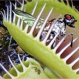 Day 25 Adet Venüs Fly Trap Sinek Kapan Bitkisi Tohumu + 10 Adet Antoryum Çiçek Tohumu Dtsıne0011815