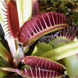 Day 25 Adet Venüs Fly Trap Sinek Kapan Bitkisi Tohumu + 10 Adet Starliçe Çiçek Tohumu Dtsıne0004302