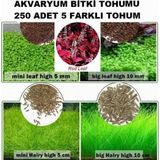 Day 250 Adet 5 Farklı Akvaryum Bitkisi Tohumu + 10 Adet Hediye Karışık Renk Gül Tohumu