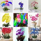 Day 50 Adet 10 Farklı Renk Oncidium Orkide Tohumu + 10 Adet Hediye K.renk Buz Çiçeği Tohumu Orkıdey010103