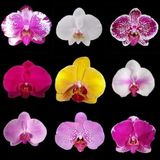 Day 50 Adet 10 Farklı Renk Oncidium Orkide Tohumu + 10 Adet Hediye K.renk Buz Çiçeği Tohumu Orkıdey010123
