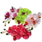 Day 50 Adet 10 Farklı Renk Oncidium Orkide Tohumu + 10 Adet Hediye K.renk Buz Çiçeği Tohumu Orkıdey010139