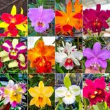 Day 50 Adet 10 Farklı Renk Oncidium Orkide Tohumu + 10 Adet Hediye K.renk Buz Çiçeği Tohumu Orkıdey010231