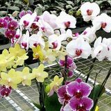 Day 50 Adet 10 Farklı Renk Oncidium Orkide Tohumu + 10 Adet Hediye K.renk Primula Çiçeği Tohumu Orkıdey006119