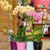 Day 50 Adet 10 Farklı Renk Oncidium Orkide Tohumu + 10 Adet Hediye K.renk Primula Çiçeği Tohumu Orkıdey006199