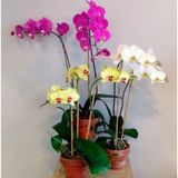 Day 50 Adet 10 Farklı Renk Phalaenopsis Orkide Tohumu + 10 Adet Hediye K.renk Primula Çiçeği Tohumu Orkıdey006035