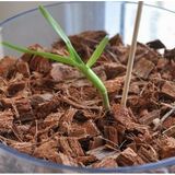 Day 50 Adet 10 Farklı Renk Phalaenopsis Orkide Tohumu + 10 Adet Hediye K.renk Primula Çiçeği Tohumu Orkıdey006079