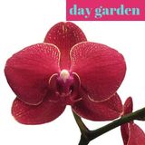 Day 50 Adet PHALAENOPSİS BORDO RENK ORKİDE ÇİÇEĞİ TOHUMU + 10 ADET HEDİYE KARIŞIK RENK GÜL ÇİÇEK TOHUMU