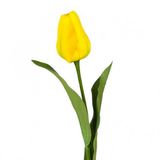 Day 50 Adet Sarı Renk Lale Çiçeği Tohumu + 10 Adet Hediye Hollanda Gülü Çiçek Tohumu Dtlale0000231