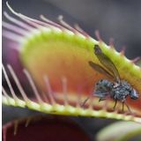 DAY 50 Adet Venüs Fly Trap Sinek Kapan Bitkisi Tohumu + 10 ADET Hediye Orkide Çiçek Tohumu