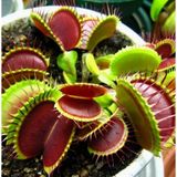 Day 50 Adet Venüs Fly Trap Sinek Kapan Bitkisi Tohumu + 10 Adet Hediye Yıldız Çiçek Tohumu Sınekbıt09492