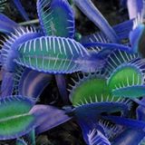 Day 50 Adet Venüs Fly Trap Sinek Kapan Bitkisi Tohumu + 10 Adet Starliçe Çiçek Tohumu Dtsıne0010372