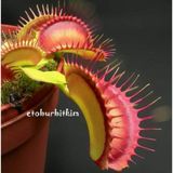 Day 50 Adet Venüs Fly Trap Sinek Kapan Bitkisi Tohumu + 10 Adet Starliçe Çiçek Tohumu Sınekbıt10404