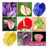 DAY GARDEN 10 ADET 10 FARKLI RENK KARIŞIK ANTORYUM ÇİÇEĞİ TOHUMU + 10 ADET HEDİYE GÜL ÇİÇEK TOHUMU