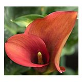 DAY GARDEN 10 ADET KAHVERENGİ RENK ANTORYUM ÇİÇEK TOHUMU + 10 ADET HEDİYE GÜL TOHUMU