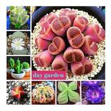 DAY GARDEN 10 ADET KARIŞIK KAKTÜS TOHUMU + 10 ADET HEDİYE GÜL TOHUMU