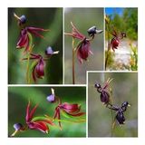DAY GARDEN 10 ADET ÖRDEK ORKİDE ÇİÇEĞİ TOHUMU + 10 ADET HEDİYE GÜL ÇİÇEK TOHUMU