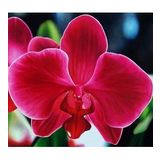 DAY GARDEN 10 Adet PHALAENOPSİS KIRMIZI ORKİDE TOHUMU + 10 ADET HEDİYE GÜL TOHUMU