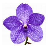 DAY GARDEN 10 ADET PHALAENOPSİS MAVİ ORKİDE TOHUMU + 10 ADET HEDİYE GÜL TOHUMU ŞOK FİYAT