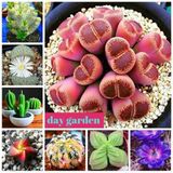 DAY GARDEN 10 Adet PHALAENOPSİS SARI ORKİDE TOHUMU 10 ADET HEDİYE GÜL TOHUMU
