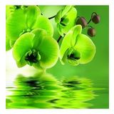 DAY GARDEN 10 Adet PHALAENOPSİS YEŞİL ORKİDE TOHUMU 10 ADET HEDİYE GÜL TOHUMU