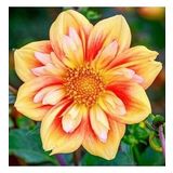 DAY GARDEN 10 ADET SARI DAHLİA ÇİÇEĞİ TOHUMU + 10 ADET HEDİYE KARIŞIK GÜL ÇİÇEK TOHUMU