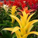 DAY GARDEN 10 ADET SARI GUZMANYA ÇİÇEĞİ TOHUMU + 10 ADET HEDİYE GÜL ÇİÇEK TOHUMU