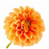 Day Garden 10 Adet Turuncu Yıldız Dahlıa Cıcegı Tohumu + 10 Adet Hedıye Karısık Gul Cıcek Tohumu