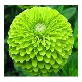 DAY GARDEN 10 ADET YEŞİL DAHLİA ÇİÇEĞİ TOHUMU + 10 ADET HEDİYE KARIŞIK GÜL ÇİÇEK TOHUMU