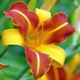 Day Garden 100 Adet K.sarı Renk Zambak Tohumu + 10 Adet Hedıye Sus Yoncası Sok Fıyat